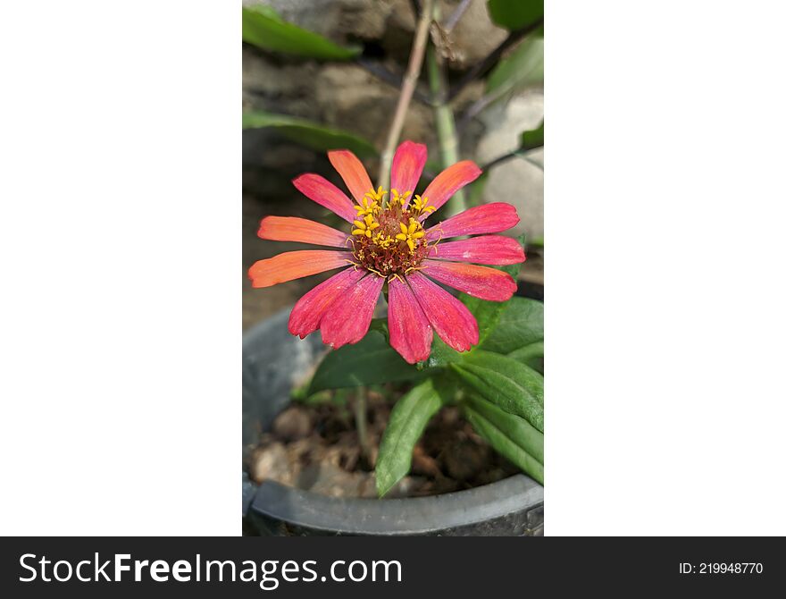 Zinnia elegans in full bloom. Zinnia elegans Jaqc is one of the most widely recognized plants of the genus Zinnia. This plant is native to America originating from Mexico.