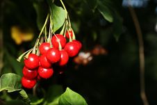 Berry Royalty Free Stock Photos Berry Royalty Free Stock Photos