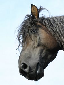 Russian Shire Horse Royalty Free Stock Photo