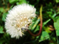 Blowball Royalty Free Stock Photography Blowball Royalty Free Stock Photography