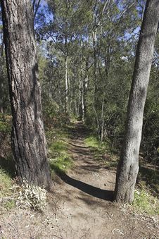 Forest Path Stock Image Forest Path Stock Image
