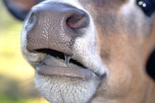 Red Zebu Nose Stock Photography
