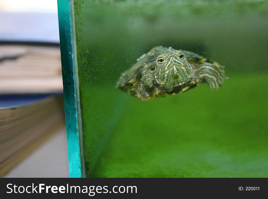 Little friendly turtle swimming in an aquarium. Little friendly turtle swimming in an aquarium