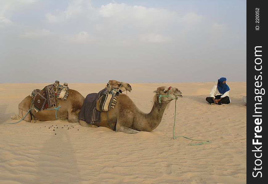 Man and camels.