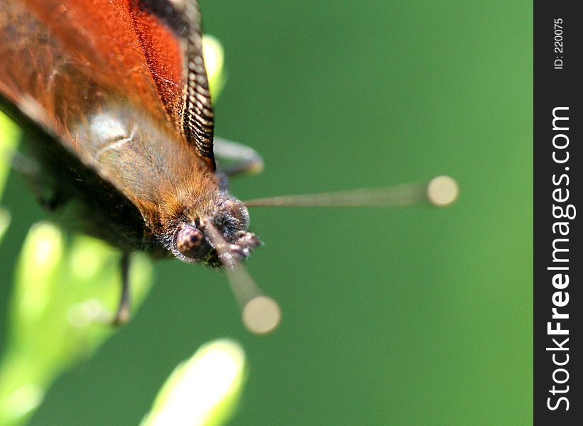 Portrait of a butterfly. Portrait of a butterfly