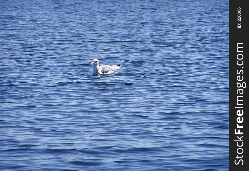 Lone seagull floats on Puget Sound, Hartstine Island, WA