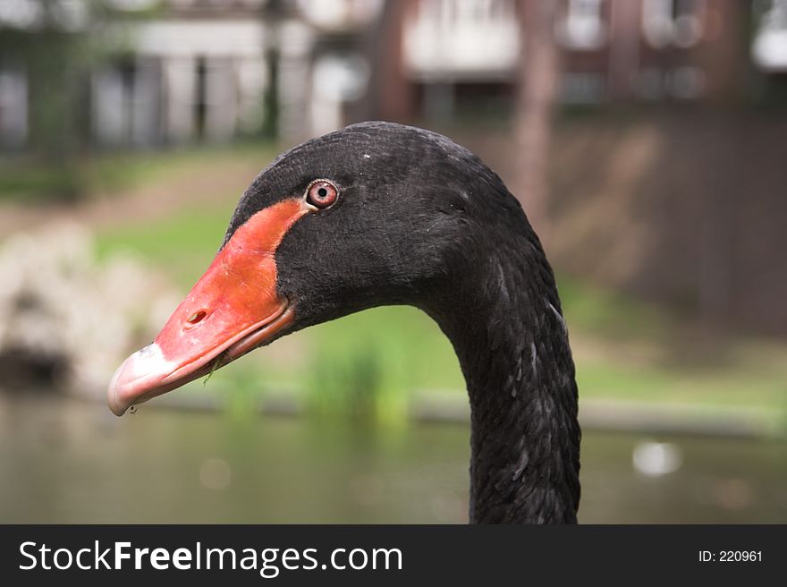 A black swan's head