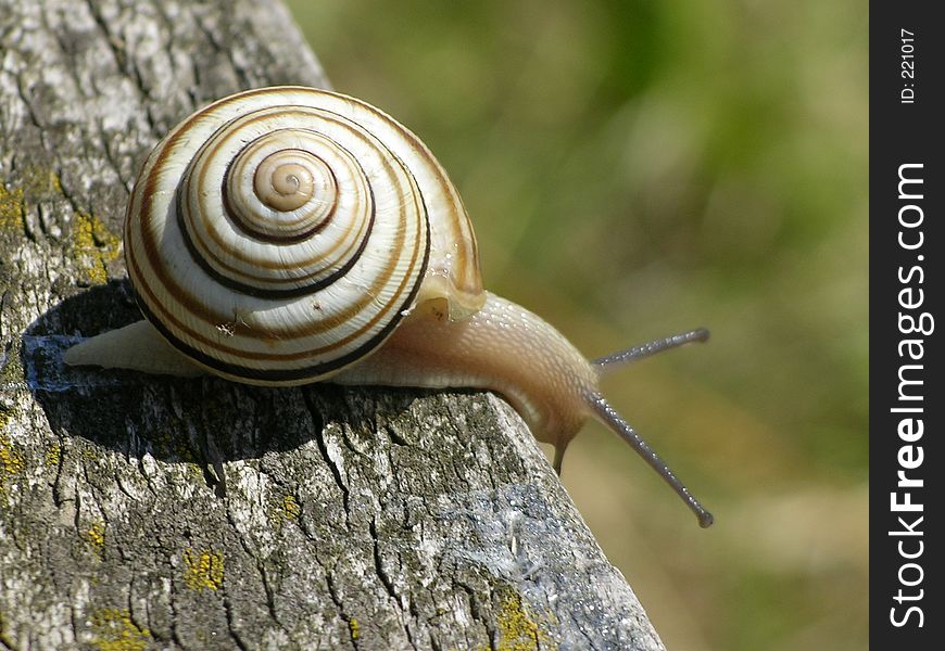 Snail detail on the wood