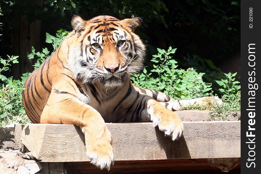 A face on view of a tiger. A face on view of a tiger