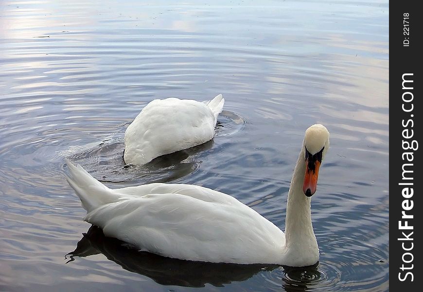 A pair of swans.