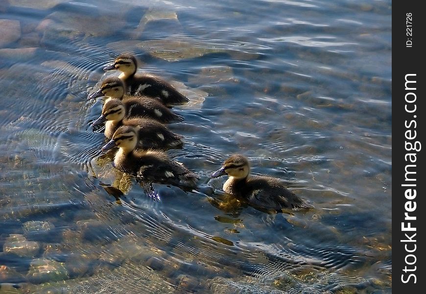 Group of little ducklings