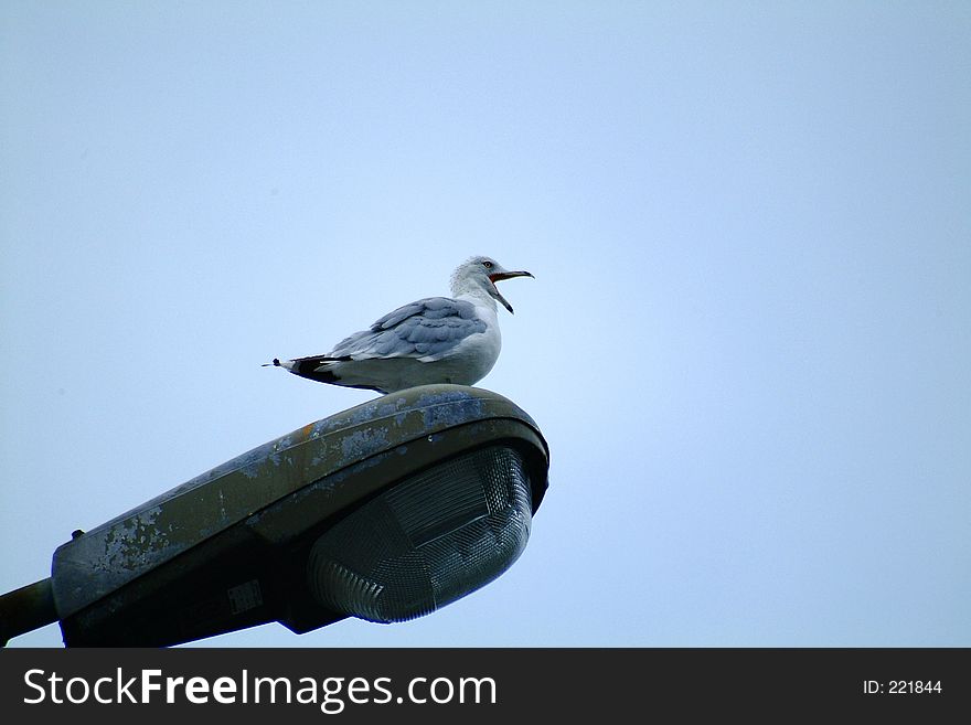 Seagull on standard lamp