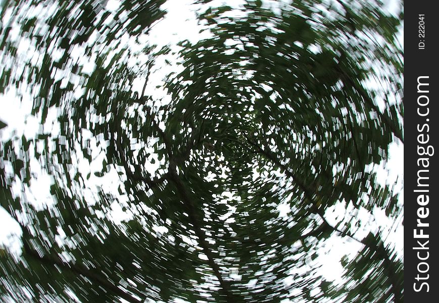A shot at a tree's foliage while twirling the camera. A shot at a tree's foliage while twirling the camera