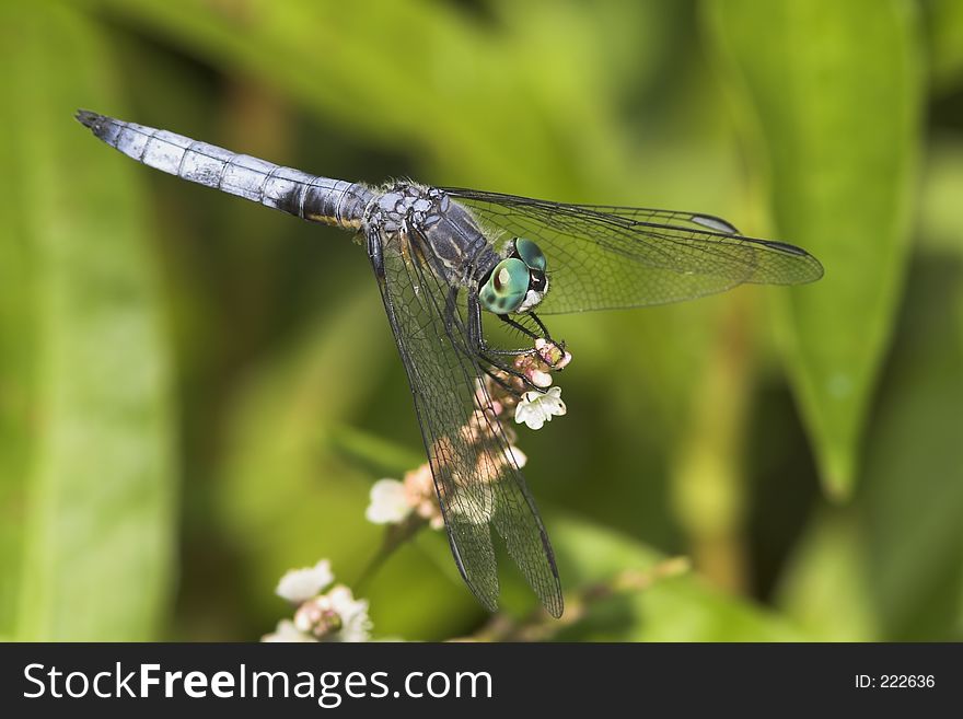 Dragonfly on a flower. Dragonfly on a flower