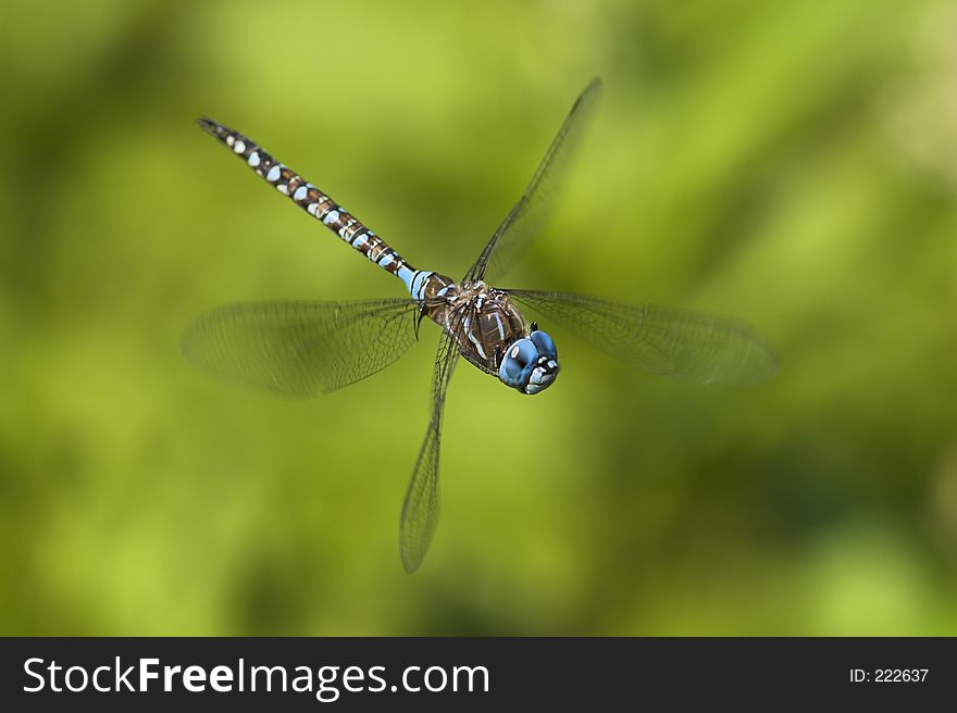 Dragonfly in midair