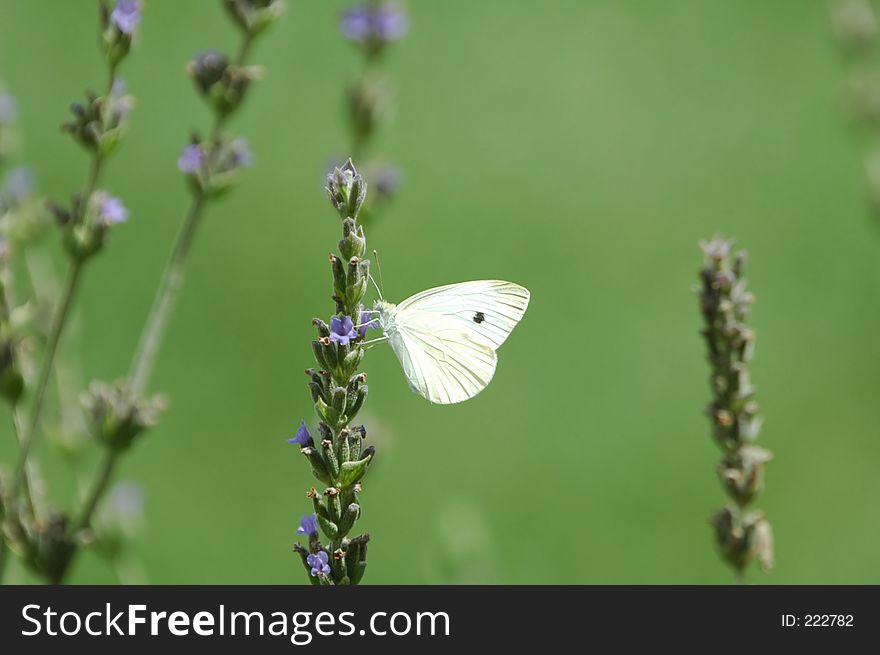 White butterfly on purple flower