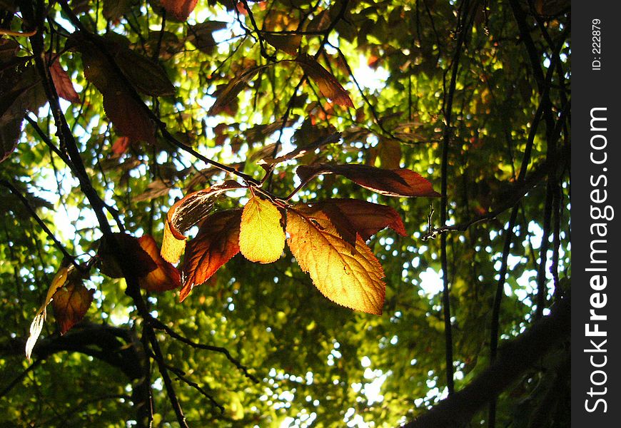 Leafs in the sunlight