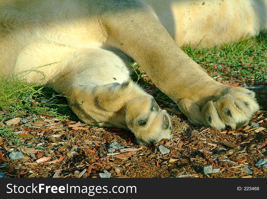 Lioness paw close-up