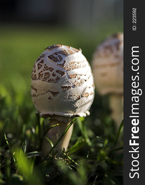 Mushroom forming