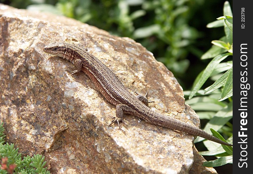 Lizard on a rock 0814_18