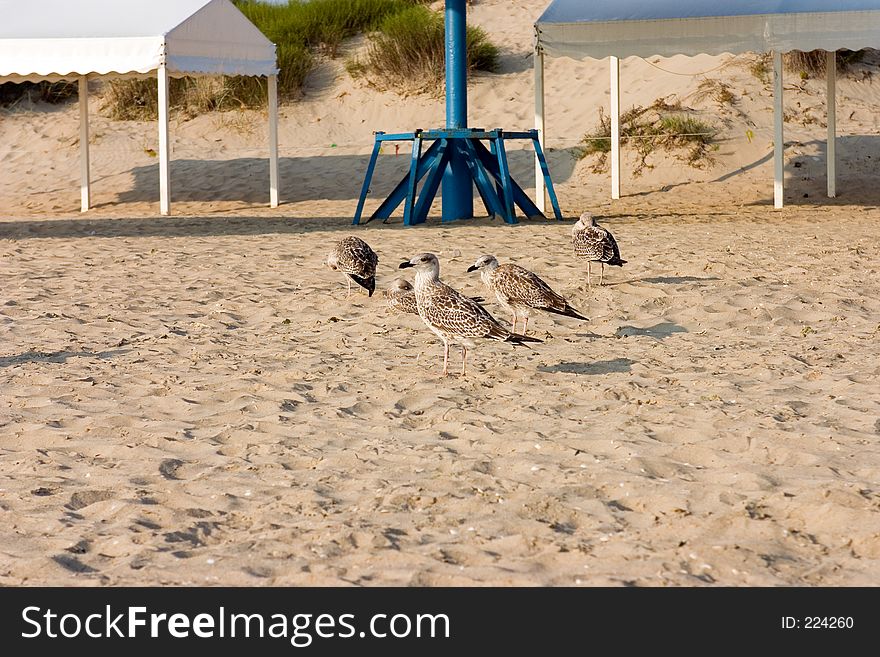 Seagull on the beach