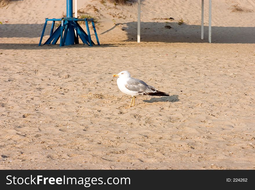 Seagull on the beach