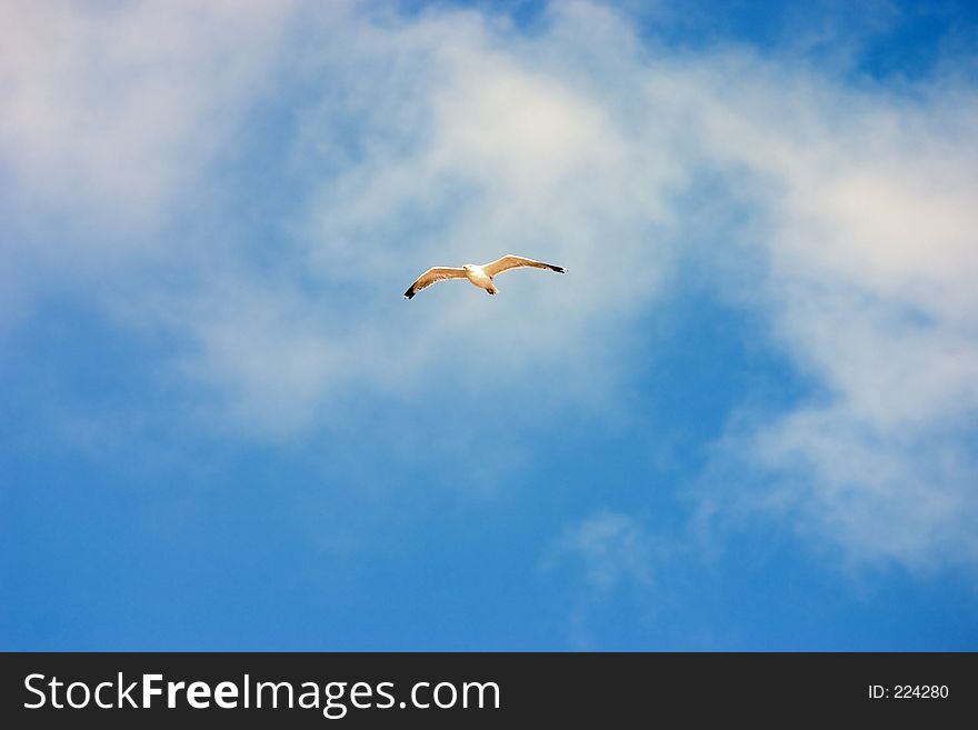 Flying seagull