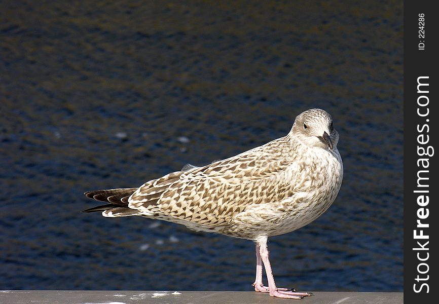 Seagull in detail