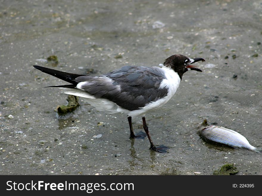 Seagull and fish-. Seagull and fish-