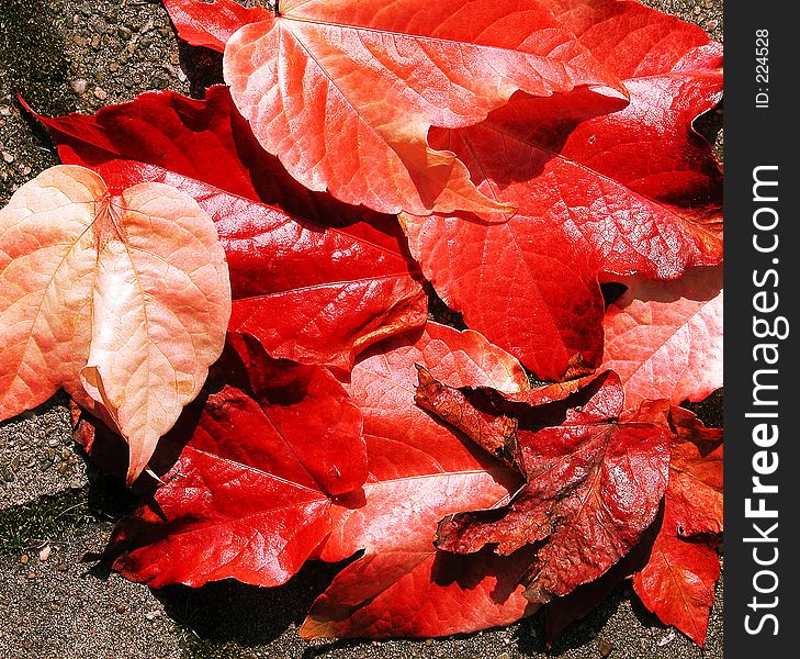 Though autumn did not really begin, these leaves sure are red. Though autumn did not really begin, these leaves sure are red.