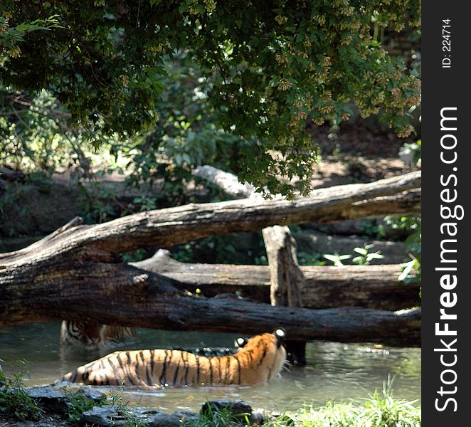 Two Tigers in water one on each side of log. One started to aggravate the other.Buffalo Zoo,Buffalo,New York. Two Tigers in water one on each side of log. One started to aggravate the other.Buffalo Zoo,Buffalo,New York