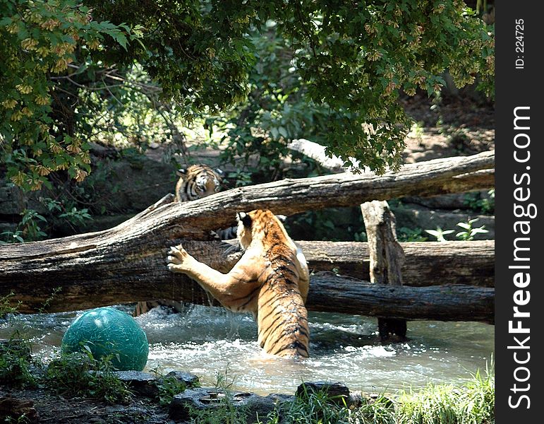 Tigers starting to fight in water.Buffalo Zoo,Buffalo,New York