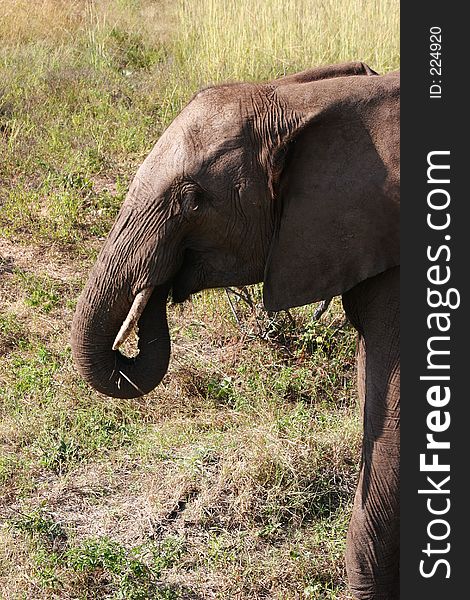 African Elephant in Zimbabwe