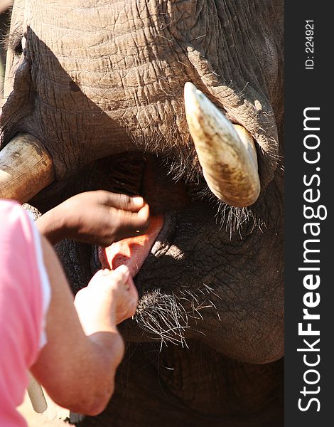 African Elephant feeding