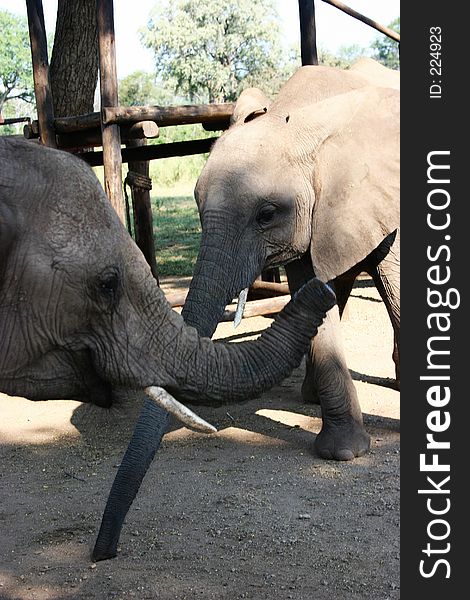 African Elephant in Zimbabwe