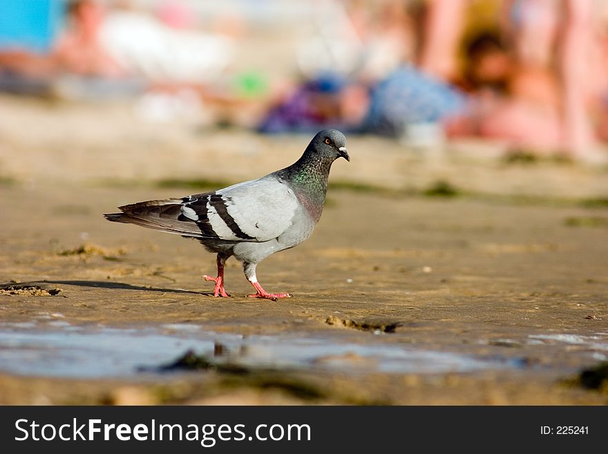 Pigeon on the beach. Pigeon on the beach