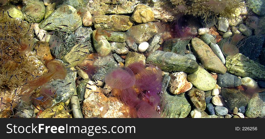 Jelly fishes, fishes, bebbles and sea weed . OLYMPUS DIGITAL CAMERA. Jelly fishes, fishes, bebbles and sea weed . OLYMPUS DIGITAL CAMERA