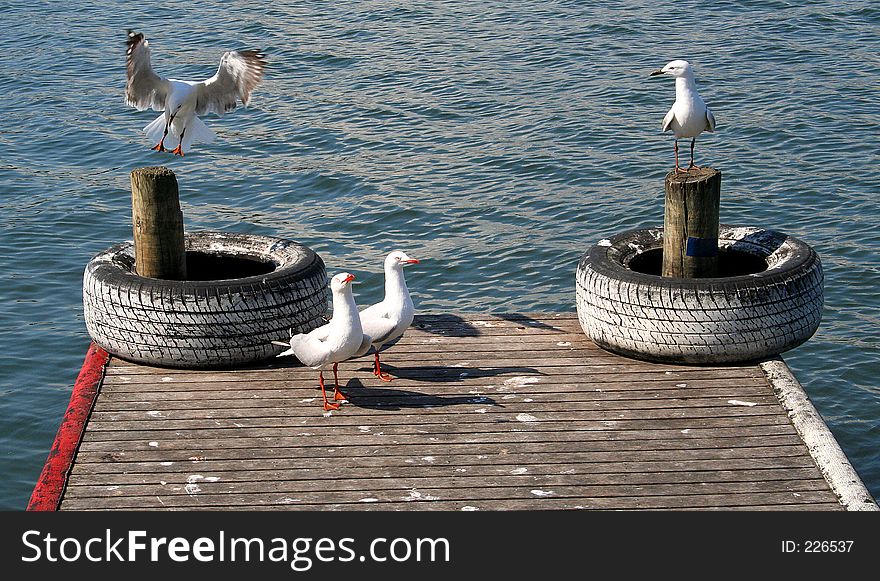 Seagulls. Seagulls