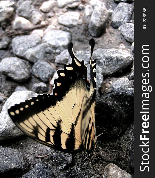 A closeup of a butterfly on gravel. A closeup of a butterfly on gravel.