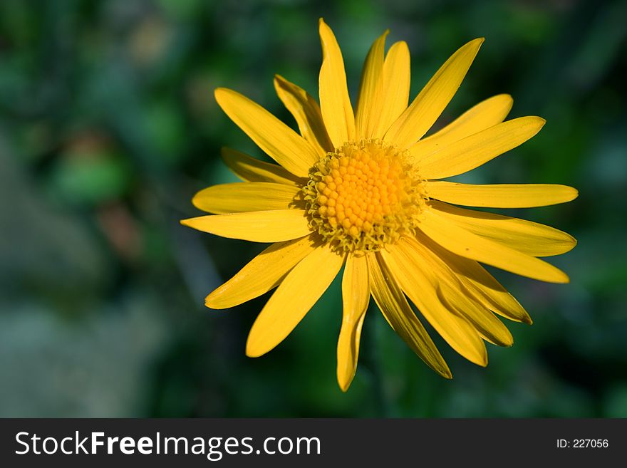 Close Up of Yellow Flower