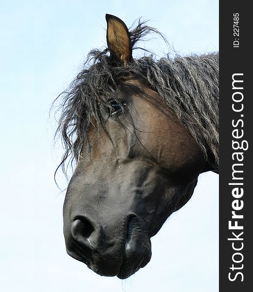 Russian shire horse stallion`s head, black and hairy, against blue sky.