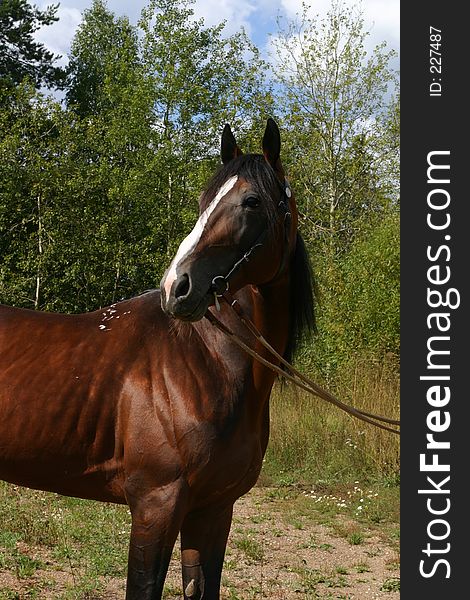 A Russian trotter in woods in bridle