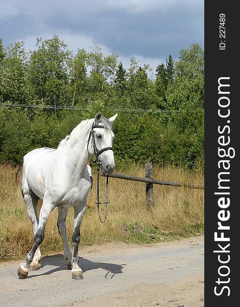 A grey Russian trotter standing on the road. A grey Russian trotter standing on the road