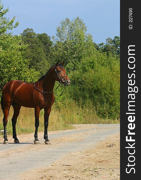 A Horse On The Road