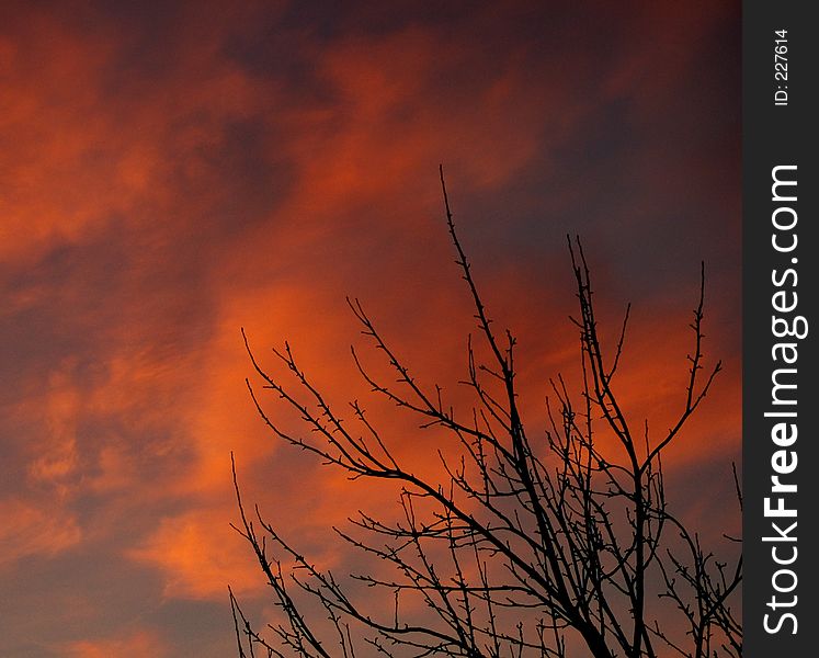 Bush At Sunset