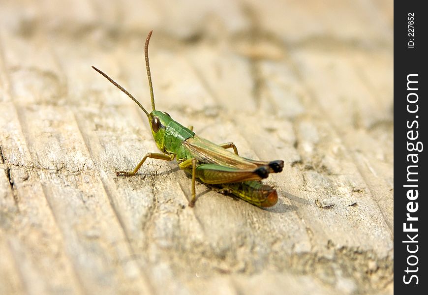 Grasshopper 0815_51