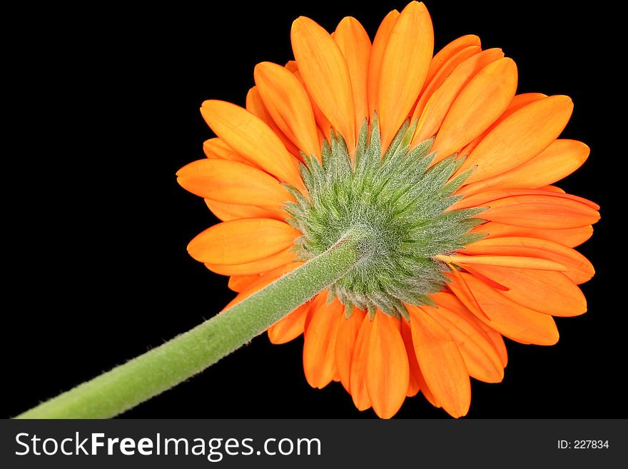 Underside of orange gerber daisy with focus on sepal. Shot against black. Underside of orange gerber daisy with focus on sepal. Shot against black.