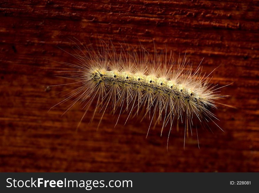 A yellow hairy caterpillar contrasts against a richly red wood texture. A yellow hairy caterpillar contrasts against a richly red wood texture.