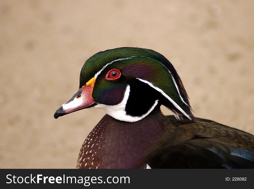 A colorful wood duck quirking his eye toward the viewer.