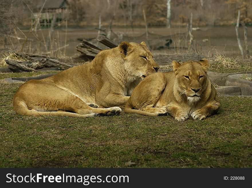 A pair of females lions grooming each other. A pair of females lions grooming each other.